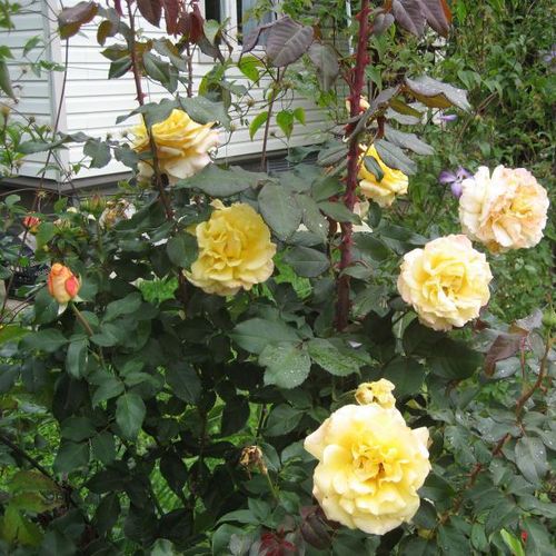 Žlutá - Stromkové růže s květmi čajohybridů - stromková růže s rovnými stonky v koruně